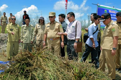 Staf Ahli Mentan Bidang Investasi Pertanian Syukur Iwantoro, dalam kunjungan nya ke Lingga melakukan panen perdana padi organic di lahan sawah desa Sungai Besar (Foto:Humas Pemkab)
